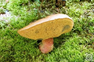 boletus luridus (1) (1000 x 667).jpg_product_product_product